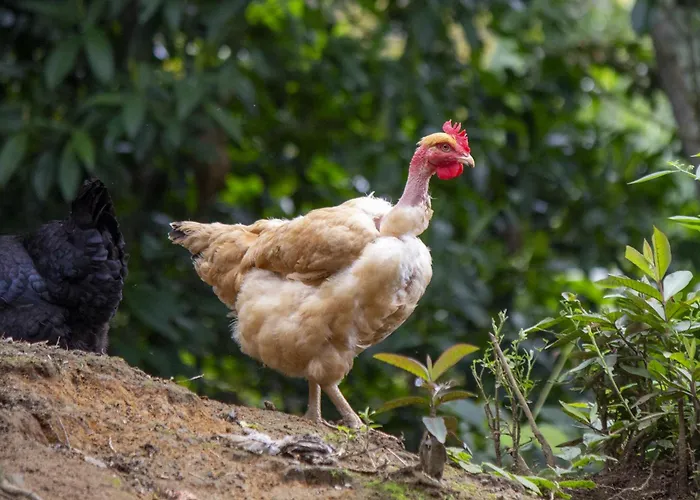 VILLA ALEJANDRA - Hermosa FINCA cerca al centro - Sendero - Jacuzzi Popayán